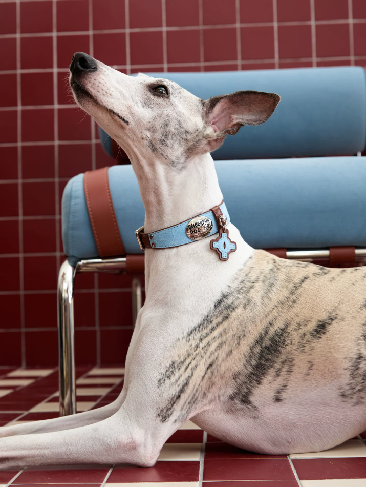 Vintage Top-Grain Pet Leather Collar and Leash Set
