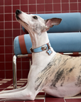 Vintage Top-Grain Pet Leather Collar and Leash Set
