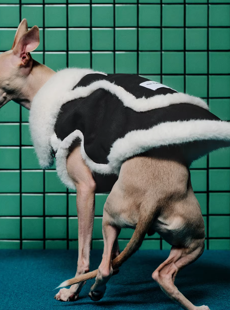 Espresso Auteur Vest (FOR PETS)