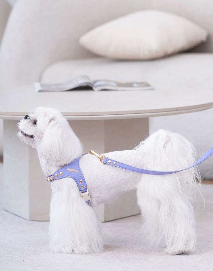 Color Gemstone Harness