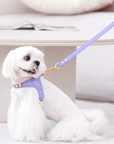 Color Gemstone Harness