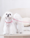 Color Gemstone Harness