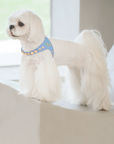 Color Gemstone Harness