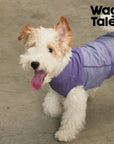 Comfort Stretch Pet Vest